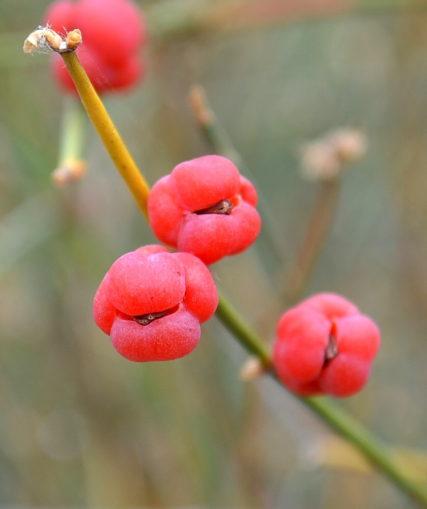 Image of Ephedra distachya specimen.