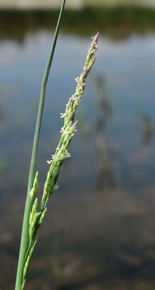 Изображение особи Puccinellia maritima.