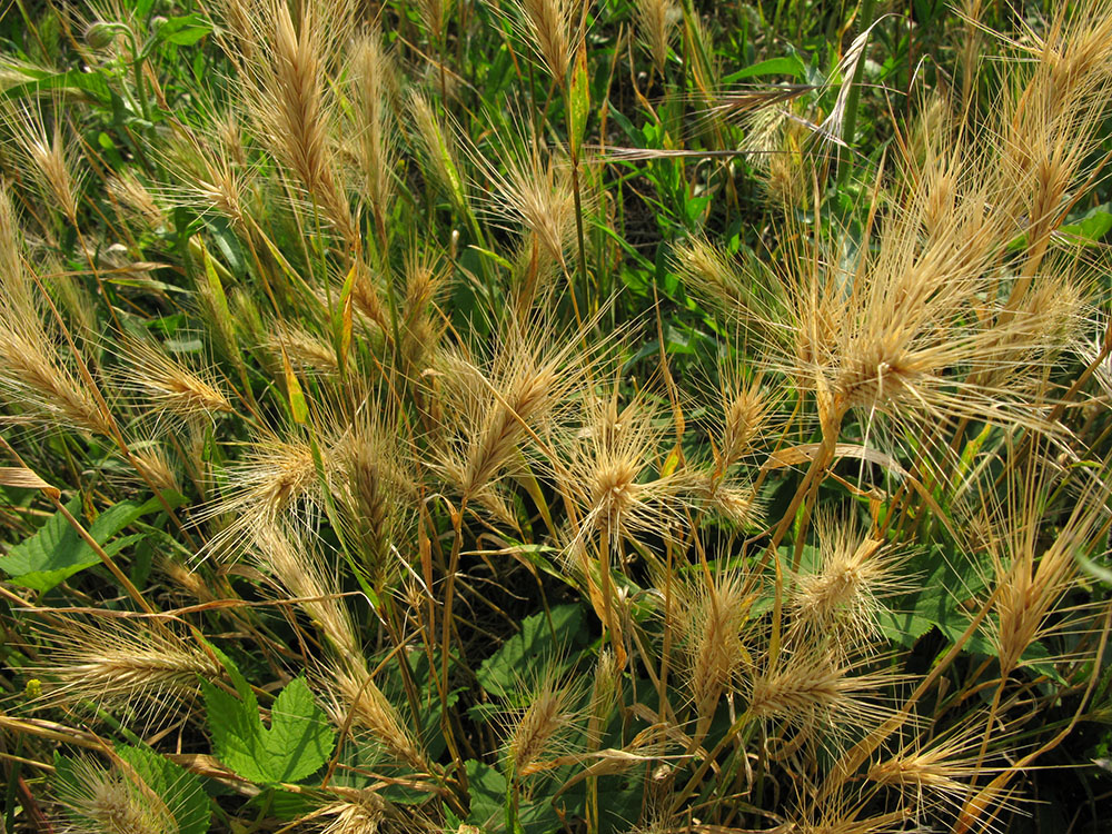 Image of genus Hordeum specimen.