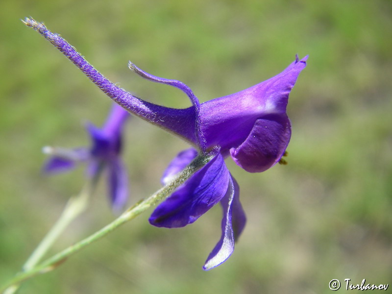 Изображение особи Delphinium divaricatum.