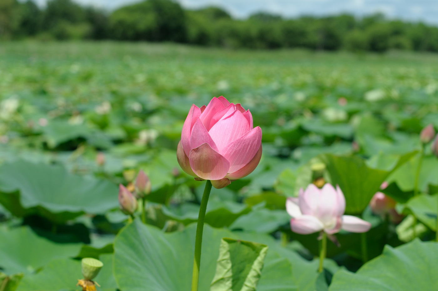 Изображение особи Nelumbo komarovii.