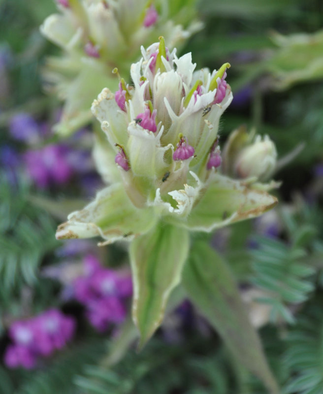 Изображение особи Castilleja pavlovii.