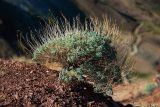 Artemisia rutifolia