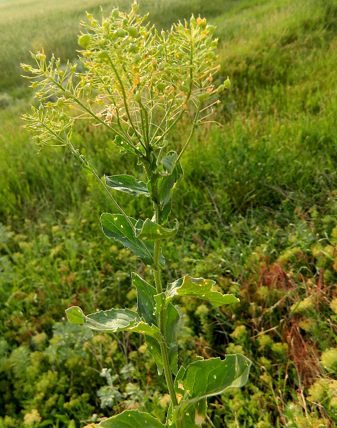 Image of Cardaria draba specimen.