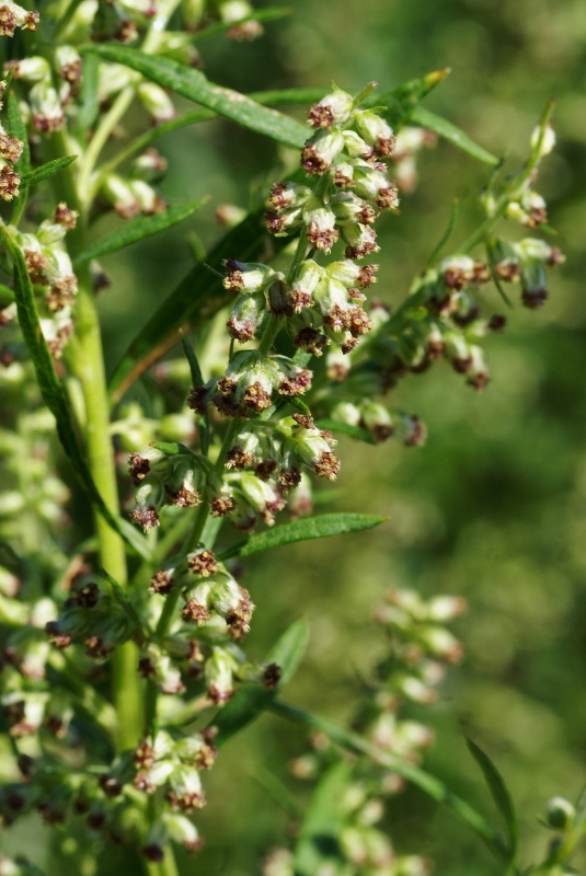 Изображение особи Artemisia rubripes.