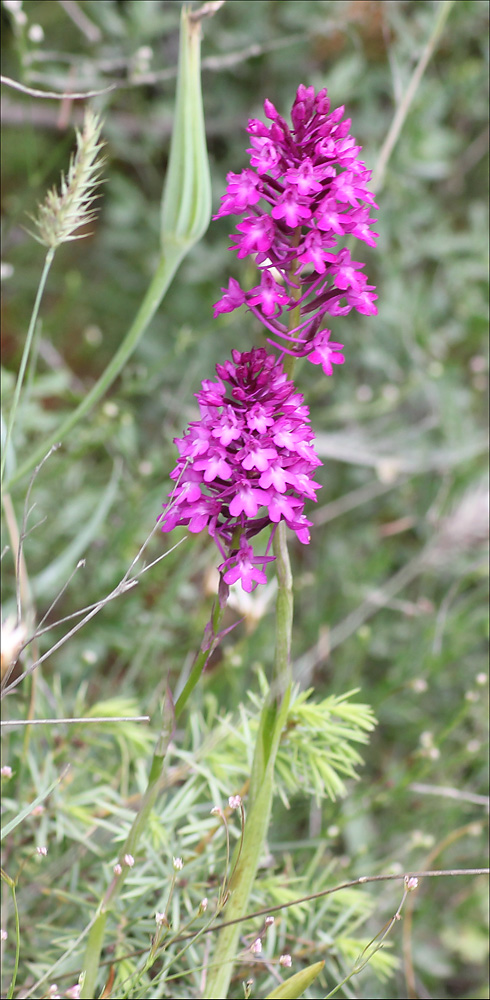 Image of Anacamptis pyramidalis specimen.