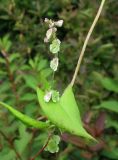 Fallopia dumetorum