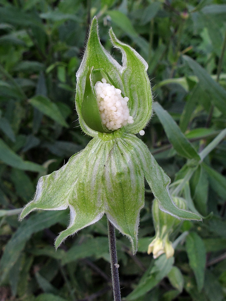 Изображение особи Melandrium latifolium.