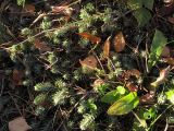 Sedum reflexum