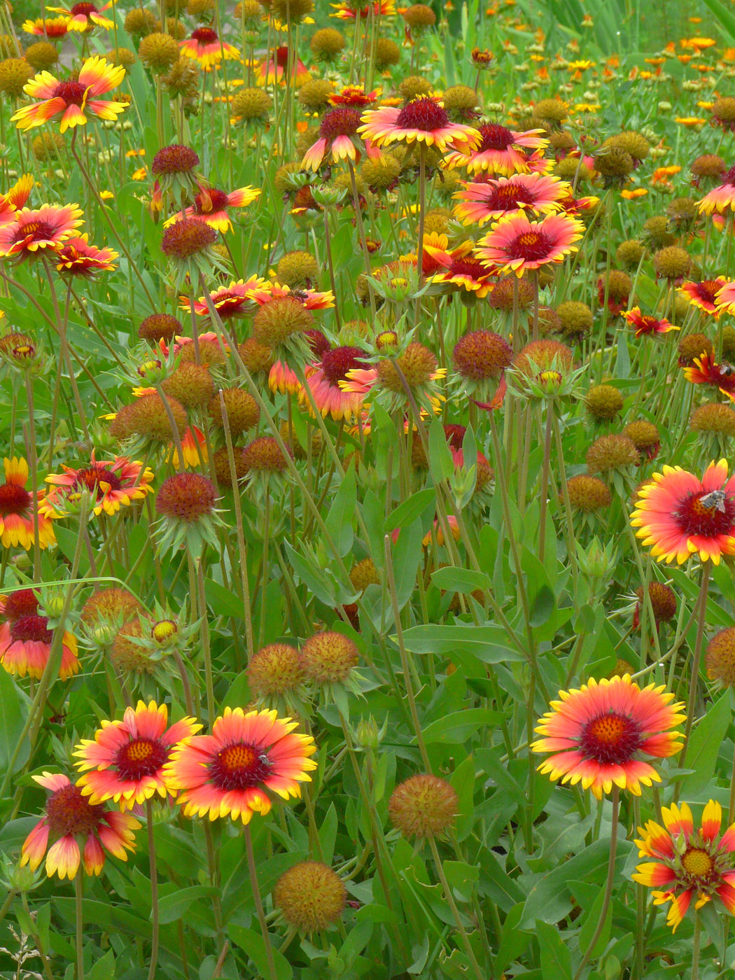 Изображение особи Gaillardia aristata.