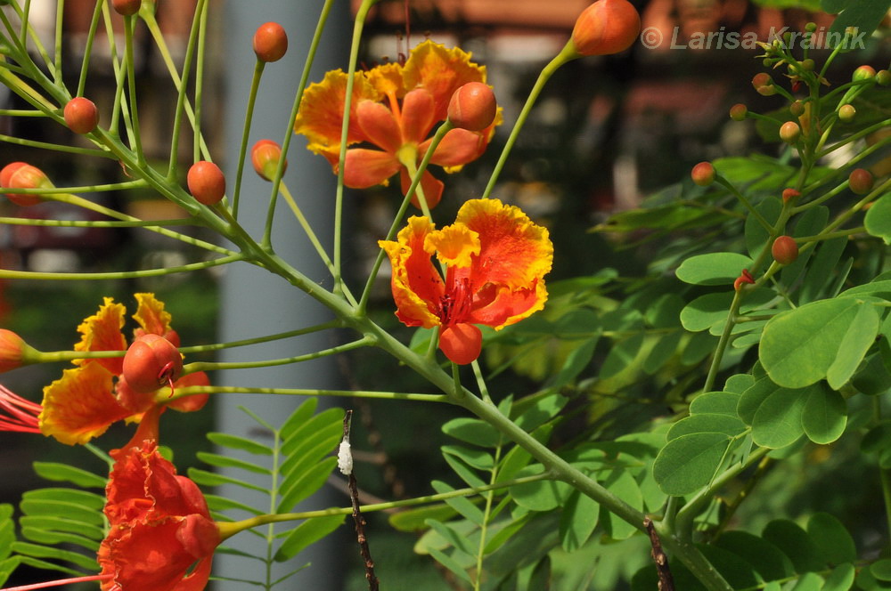 Image of Caesalpinia pulcherrima specimen.