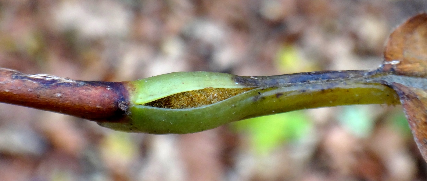 Image of Styrax obassia specimen.