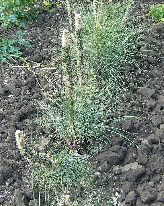 Image of Asphodeline taurica specimen.