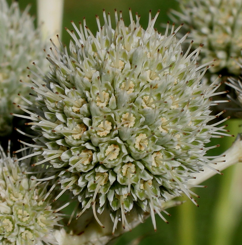 Image of Eryngium yuccifolium specimen.