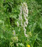Aconitum septentrionale