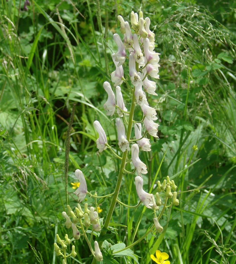 Изображение особи Aconitum septentrionale.