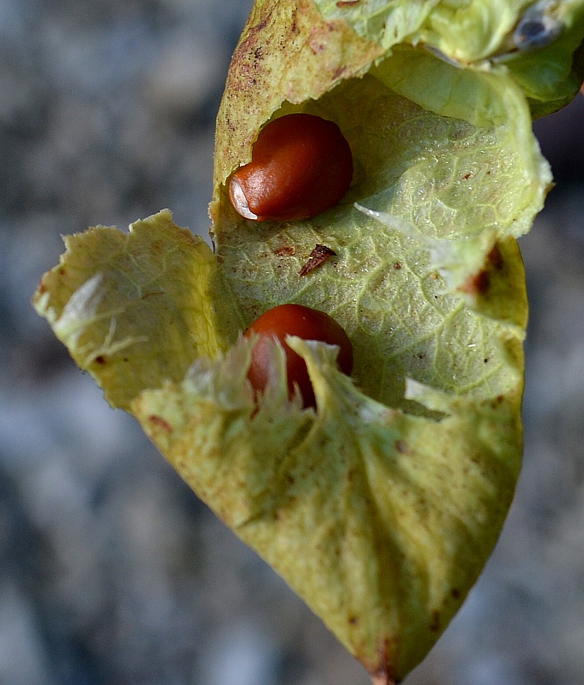 Image of Staphylea colchica specimen.