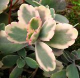 Kalanchoe fedtschenkoi