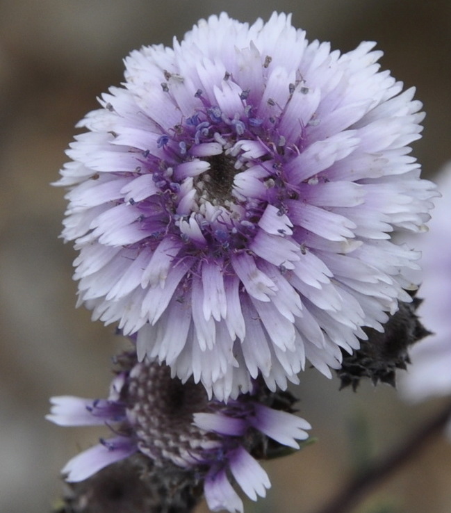 Изображение особи Globularia alypum.