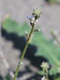 Strigosella circinata. Верхушка соцветия. Узбекистан, Наманганская обл., Мингбулакские пески. 07.04.2012.