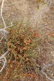 Phoradendron californicum