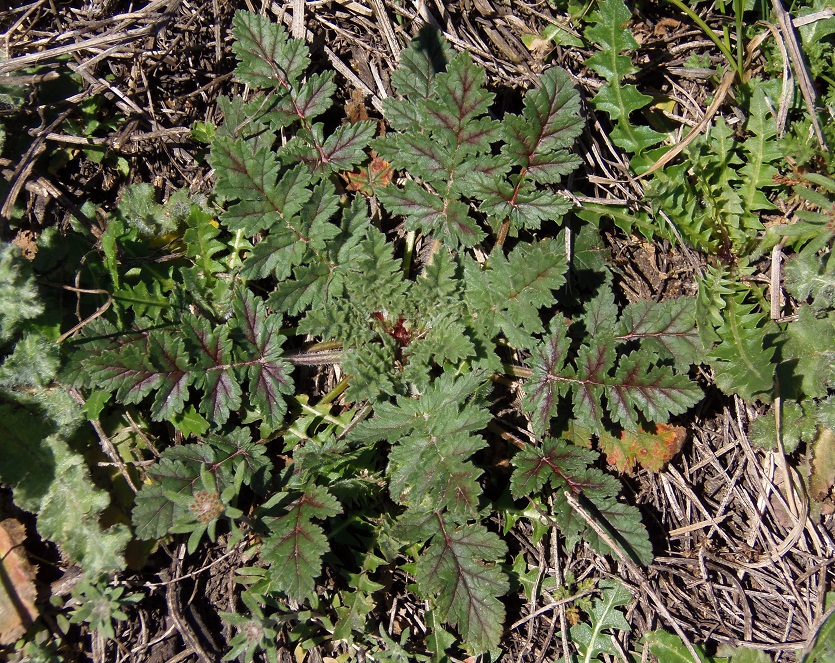 Изображение особи Erodium hoefftianum.