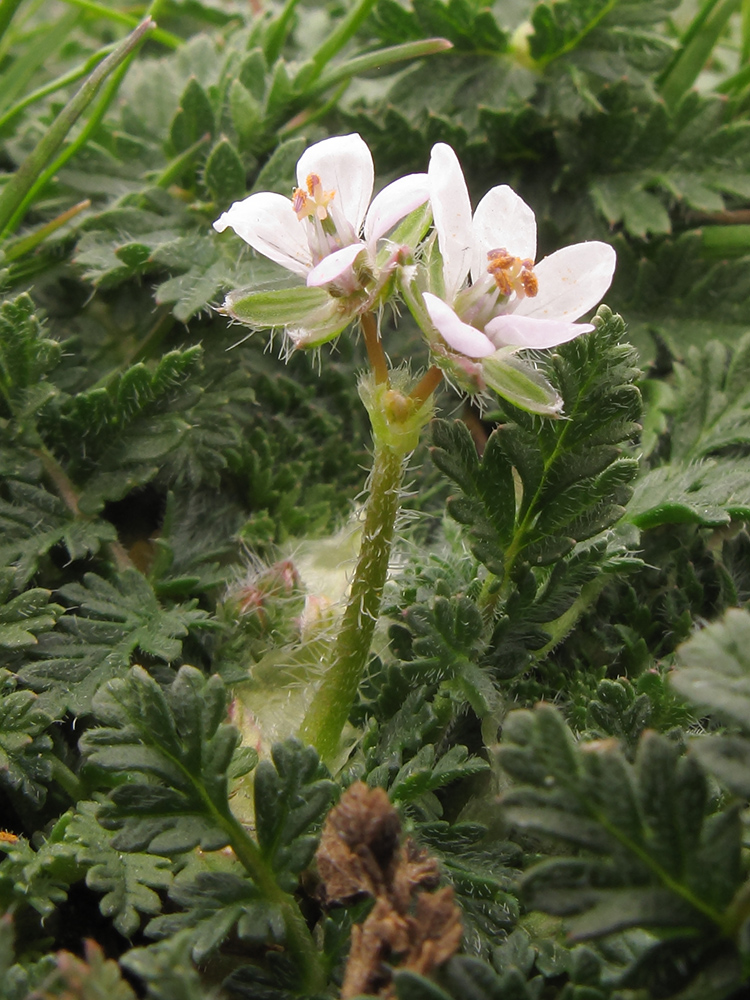 Изображение особи Erodium cicutarium.