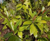 Magnolia grandiflora