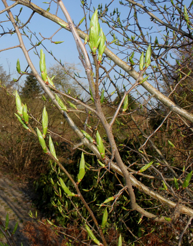 Image of Mespilus germanica specimen.