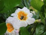 Radermachera hainanensis. Цветок с кормящейся одиночной пчелой. Таиланд, провинция Краби, курорт Ао Нанг. 18.12.2013.