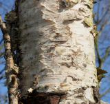 Betula albosinensis