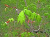 Acer pseudosieboldianum. Ветвь с разворачивающими листьями. Владивосток, Ботанический сад-институт ДВО РАН. 9 мая 2014 г.