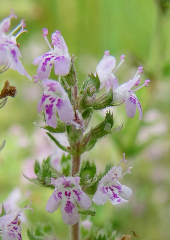 Изображение особи Thymus marschallianus.