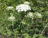 Heracleum stevenii