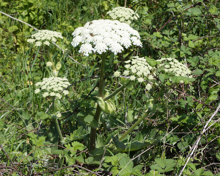 Изображение особи Heracleum stevenii.