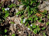 Veronica filiformis. Цветущие растения. Краснодарский край, Апшеронский р-н, окр. пос. Мезмай, гора Зауда. 30.04.2014.