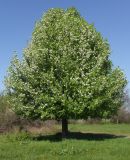 Pyrus communis