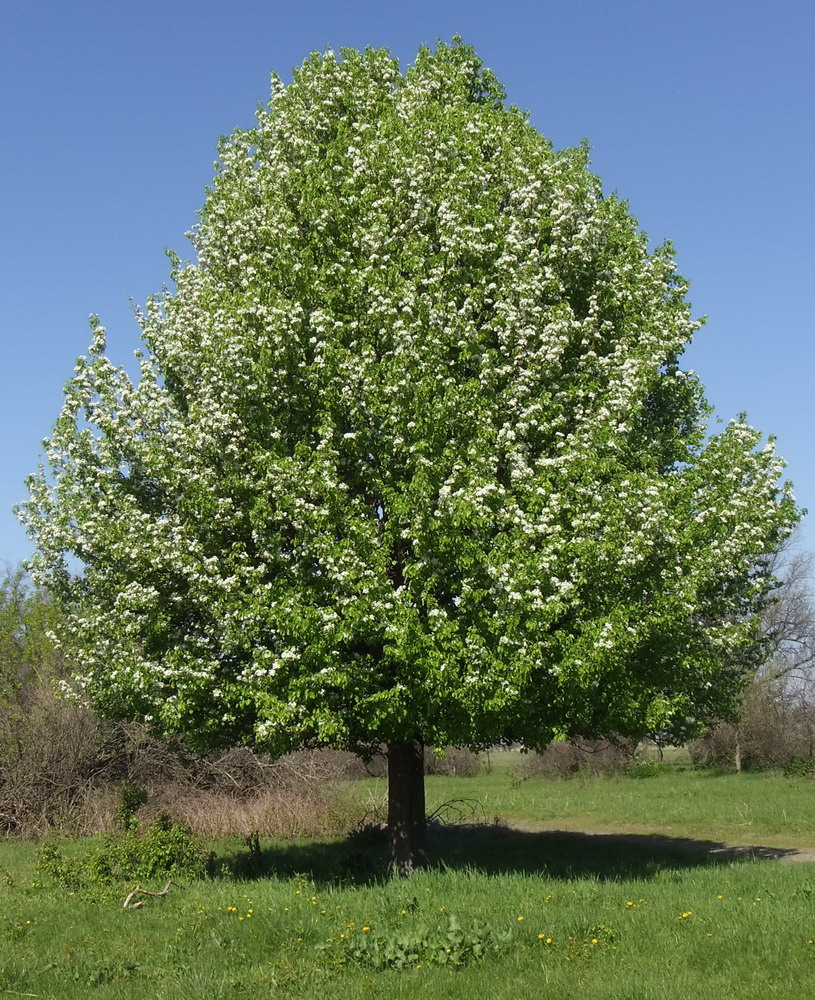 Изображение особи Pyrus communis.