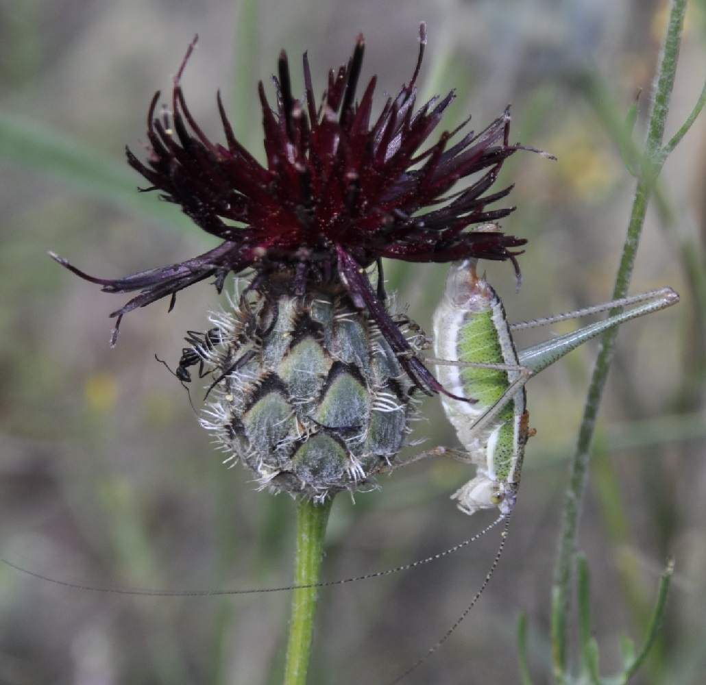 Изображение особи Centaurea immanuelis-loewii.