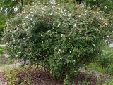 Rosa stylosa. Цветущее растение. Германия, г. Дюссельдорф, Ботанический сад университета. 02.06.2014.