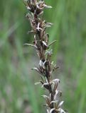 Oenothera rubricaulis. Часть прошлогоднего генеративного побега с раскрывшимися коробочками. Костромская обл., окрестности г. Кострома, дамба вдоль левого берега р. Волга. 23.06.2014.