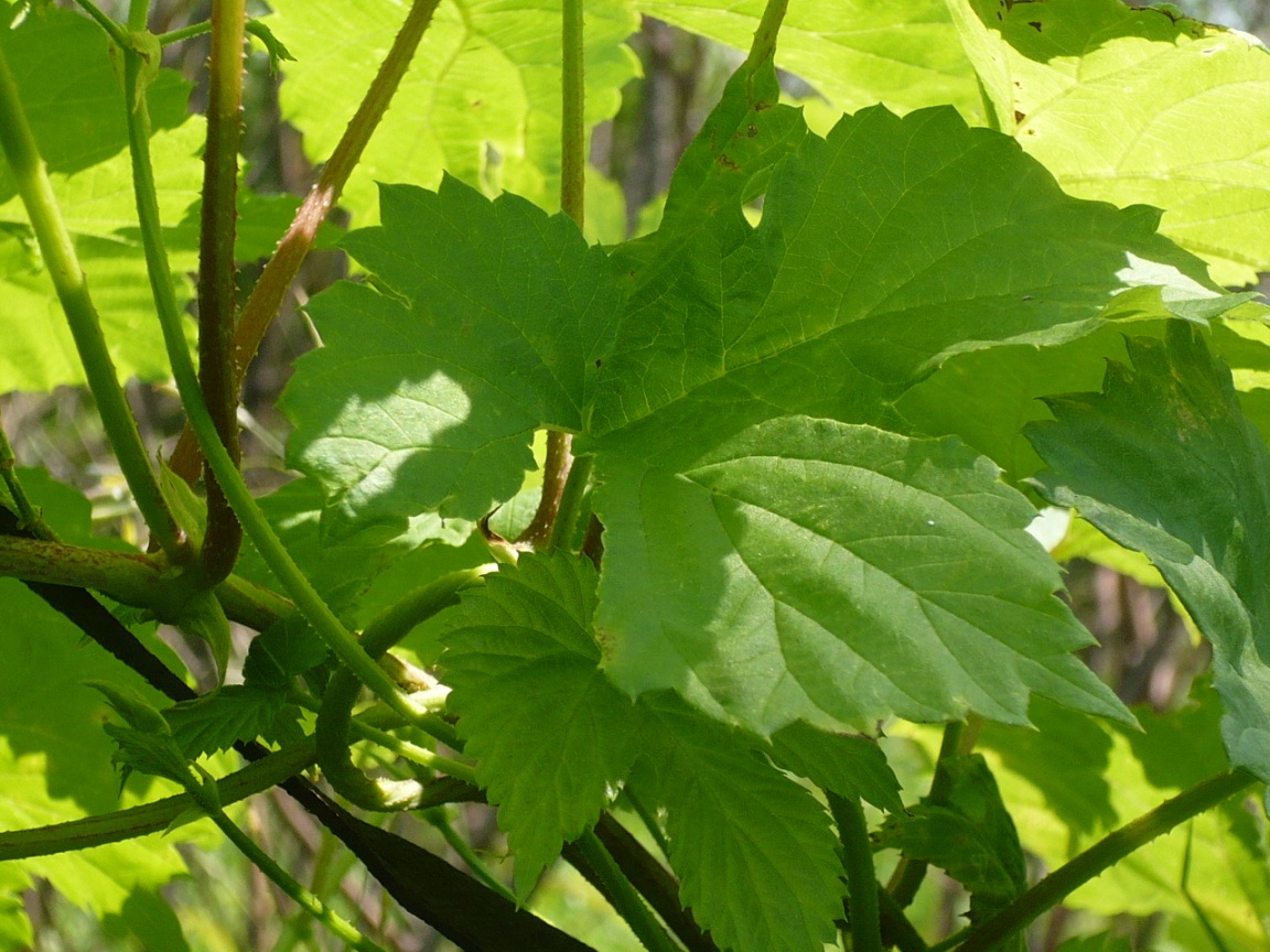 Image of Humulus lupulus specimen.