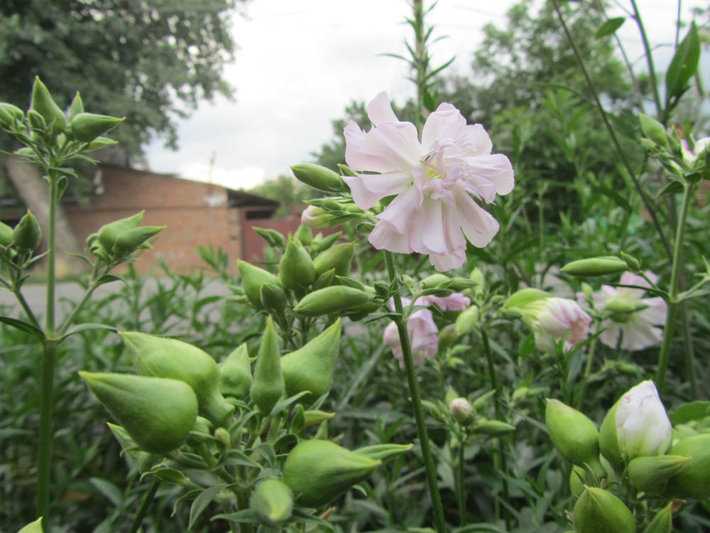 Изображение особи Saponaria officinalis f. pleniflora.