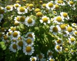 Pyrethrum parthenium