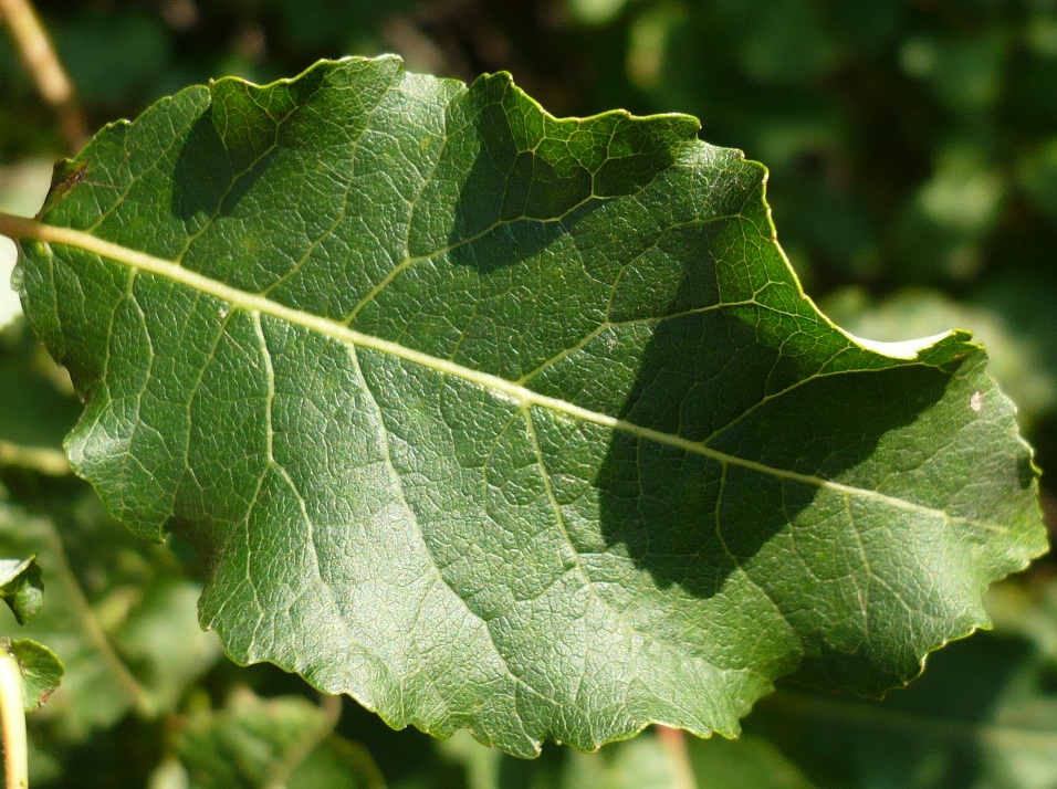 Image of Salix pyrolifolia specimen.