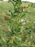 Ononis arvensis subspecies spinescens