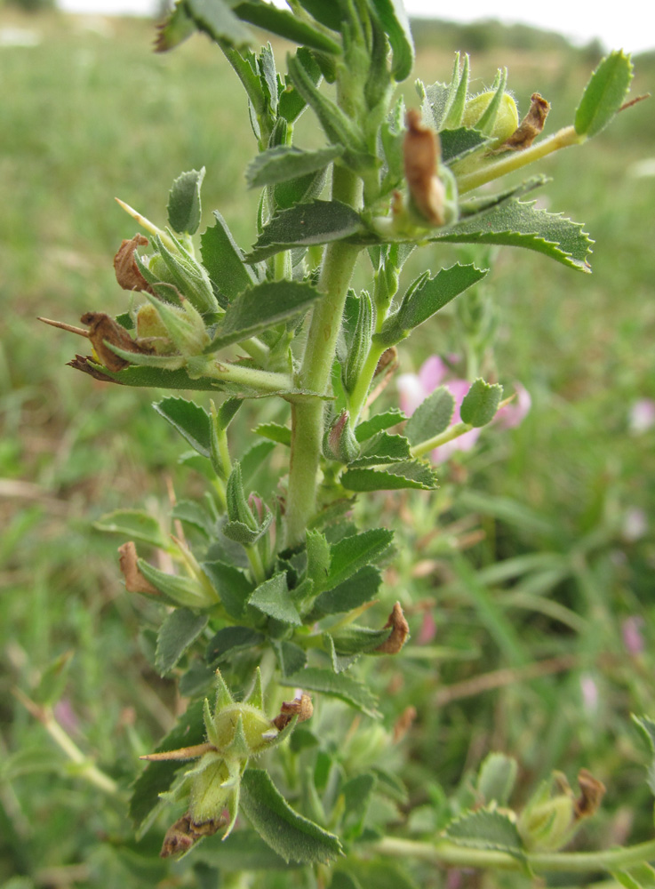 Image of Ononis arvensis ssp. spinescens specimen.