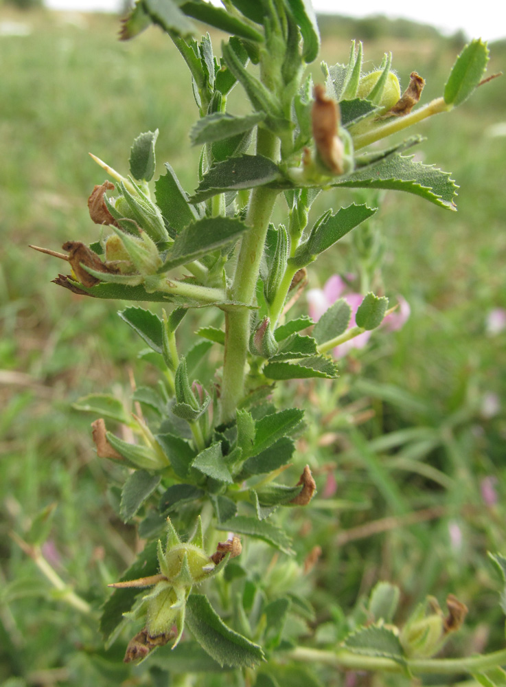 Изображение особи Ononis arvensis ssp. spinescens.