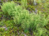 Equisetum sylvaticum