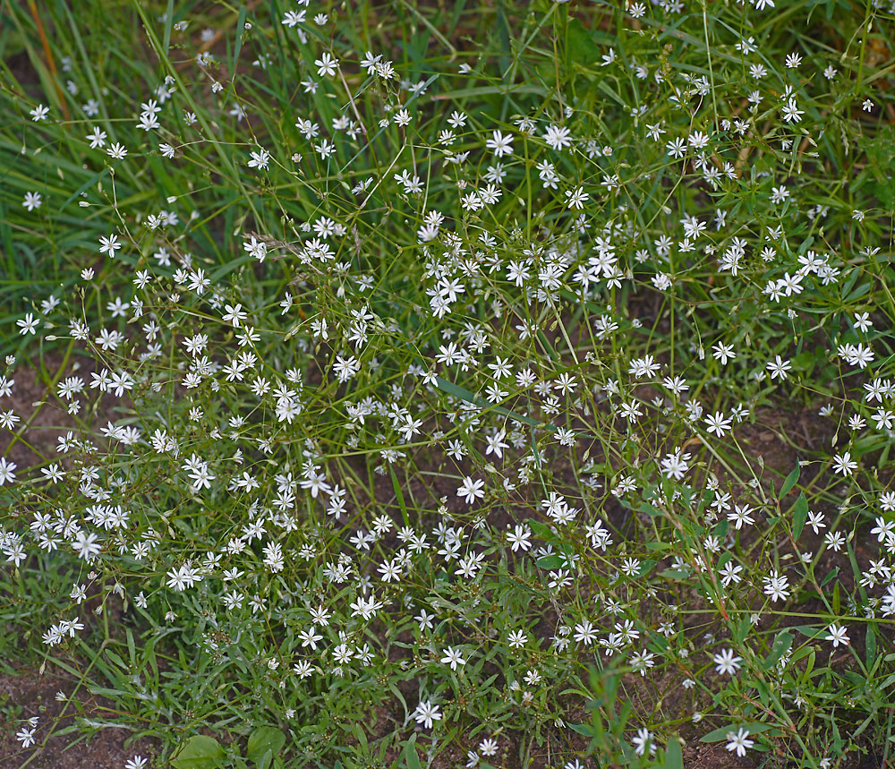 Image of Stellaria graminea specimen.